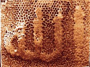 even bees write the name of god ( allah)