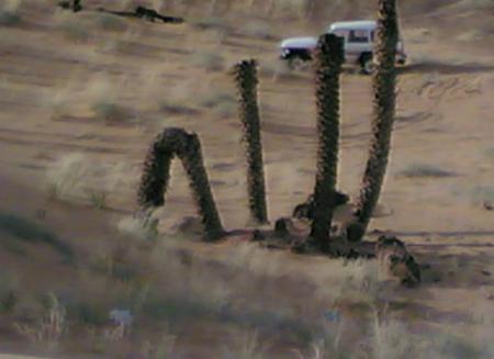 4 trees creat the name of god (allah) in the desert