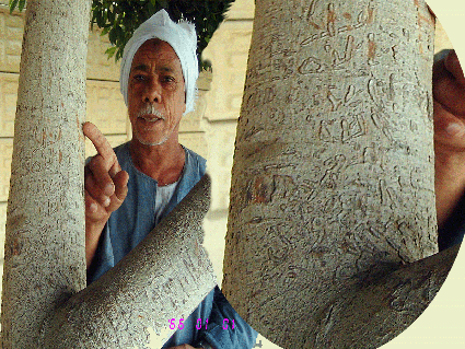 the name of allah and his prophet mohamed peace be upon him on the tree