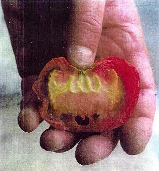 Allah written in a tomato