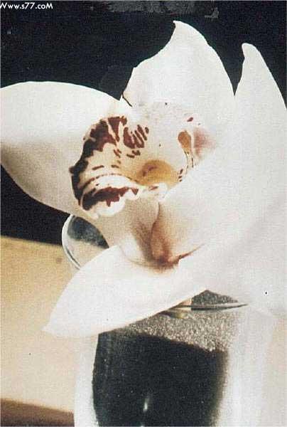 the name of allah in the flower