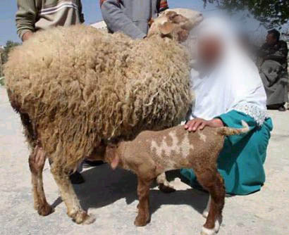 the name of allah clearly obvious 1